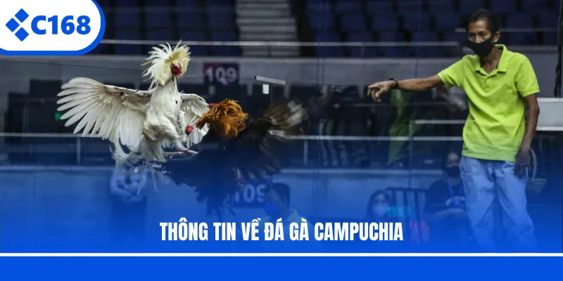 Thông tin về đá gà Campuchia