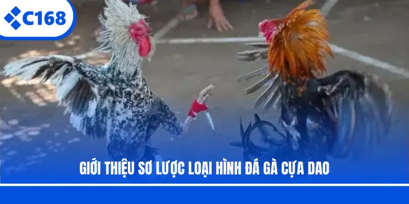 Giới thiệu sơ lược loại hình đá gà cựa dao